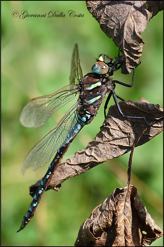 Libellule  (Alpine) - Aeshna juncea maschio
